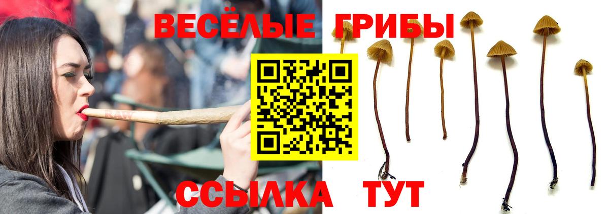 Псилоцибиновые грибы Psilocybe  Вход с VPN  Жигулёвск 